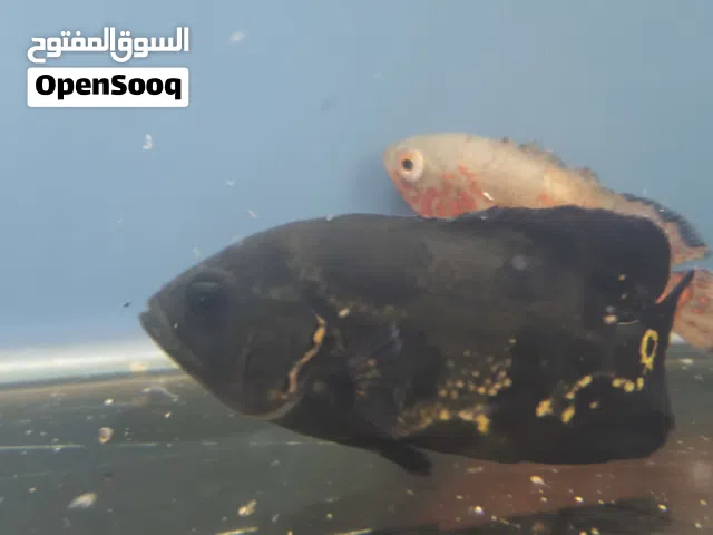 اسماك اوسكار وبفر احجام متوسطه اربع عقد وفوق