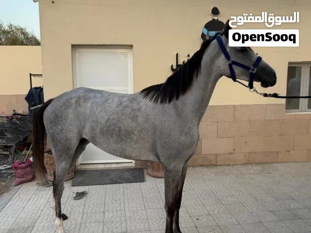 فرس عربيه اصيله