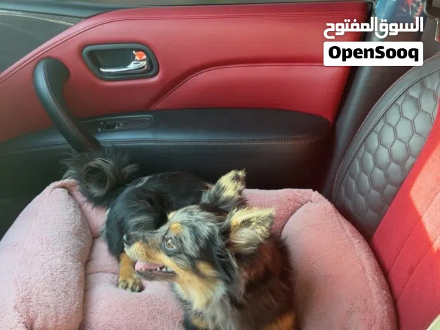 جلب العمر سنه تربيت منزل نضيه ومايخس سعر 2300