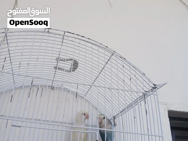 جوز روز البينو عين حمره جمر السعر 45 قابل لل تفاوض باشي بصيط التواصل فقط على ال السوق المفتوح