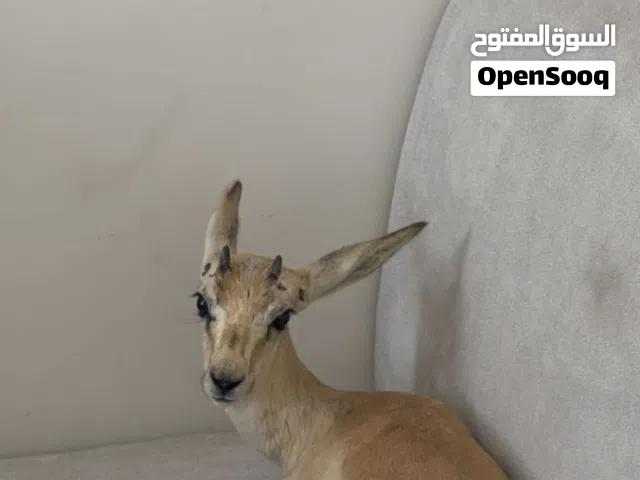 غزال الدماني