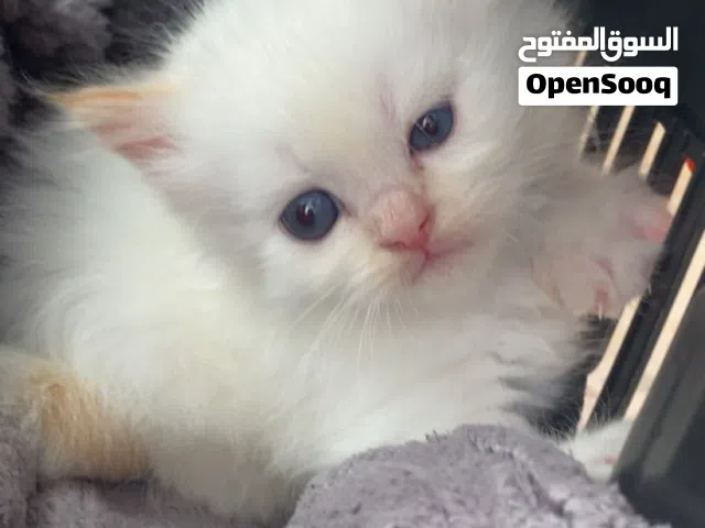 هيمالايا ذكر العمر شهر ونص للبيع