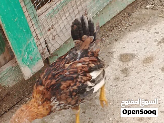 دجاجة وديج كويتيات