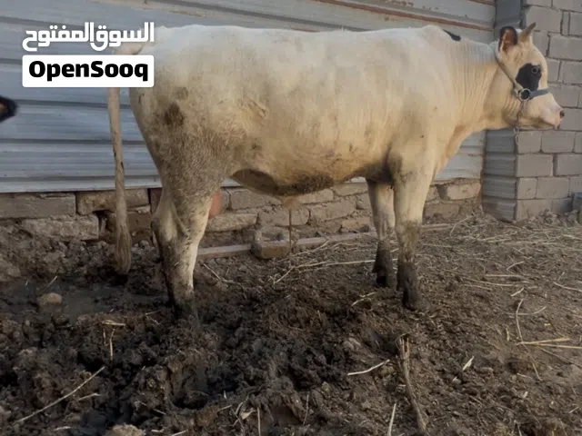 عجل سمين كلش
