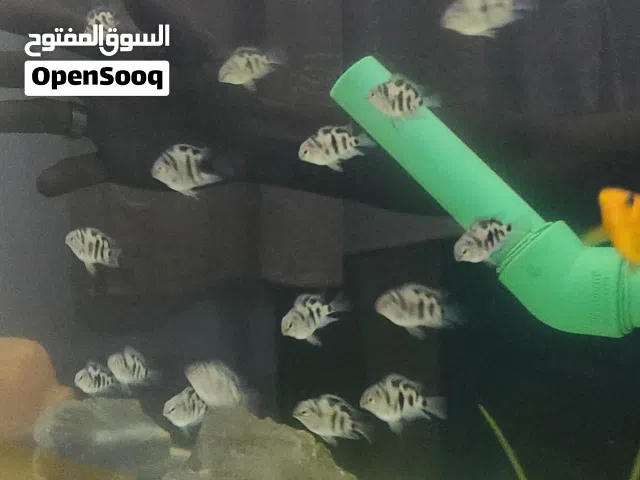 عرض اليوم غير 3 اسمك بولار با 2500