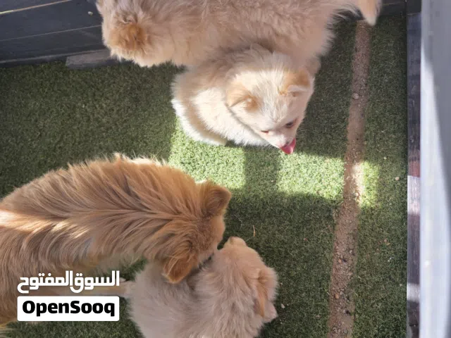 كلاب للبيع