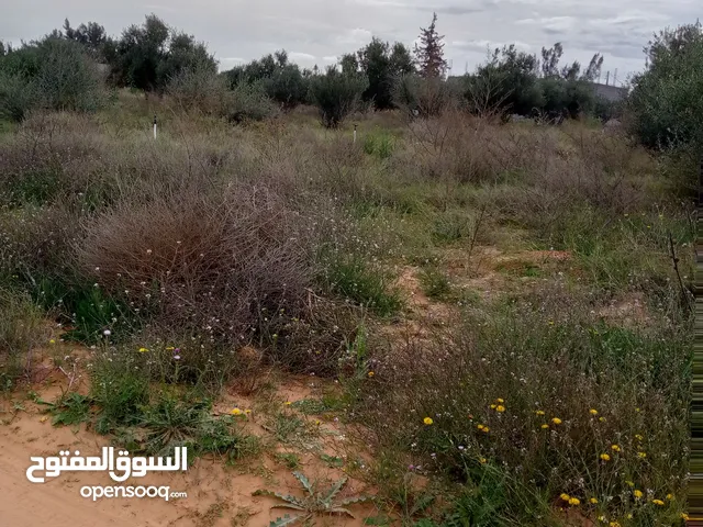 Farm Land for Sale in Tripoli Qasr Bin Ghashir