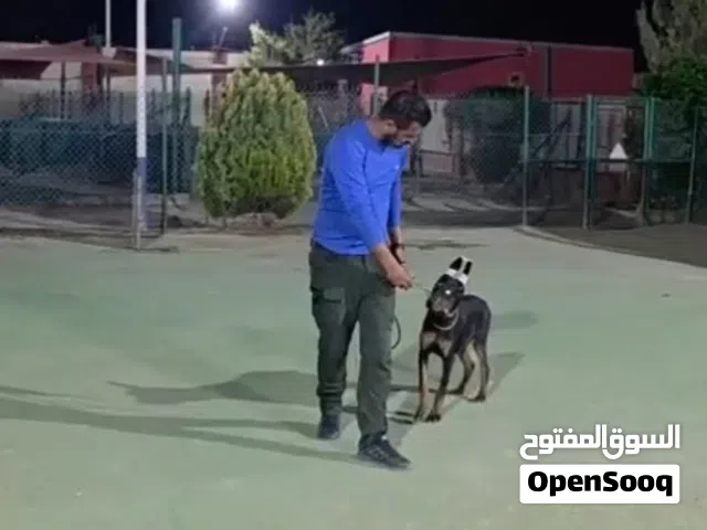 دوبـــــــــــــر مااااااان ...الذيل مقصوص والاذن مقصوصه على القالب ...جميع المطاعيم