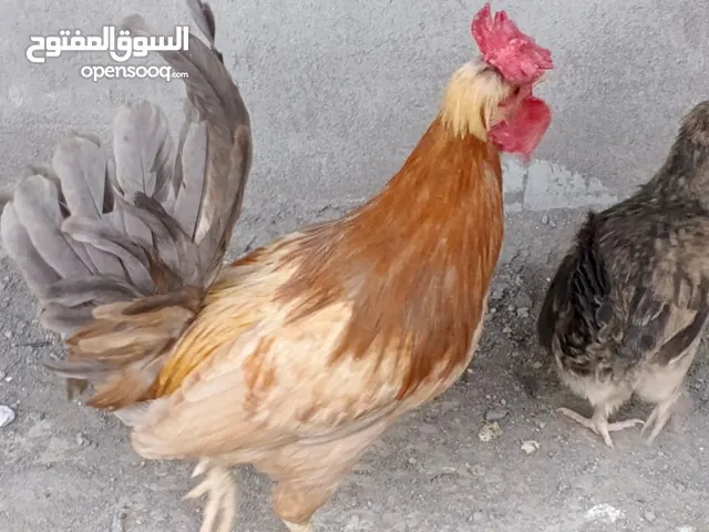 متاح ديج افرك كويتي واصلي ونادر استندر