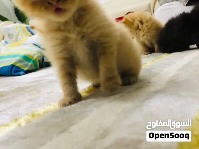Persian cats