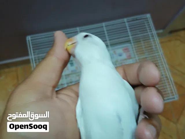 Hand-Tamed Albino Lovebird (Recall Trained / Non-Biting) طير حب ألبينو سوبر أليف – متدرب على الاستدع