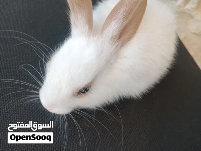 أرنب ابيض للبيع فرو ناعم   أرنب أبيض اللون، صغير الحجم، فروه ناعم ونظيف، يتمتع بمظهر صحي ونشيط،