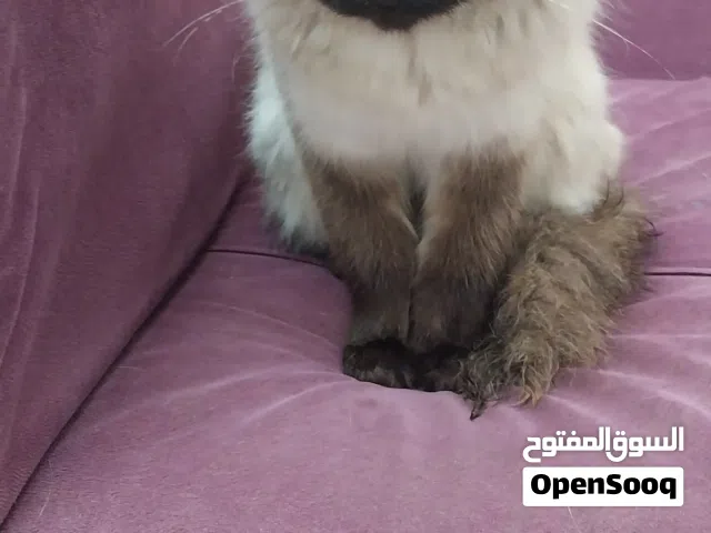 قطة أنثى للتبني