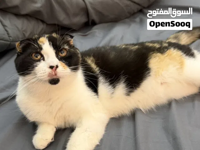 سكوتش فولد
