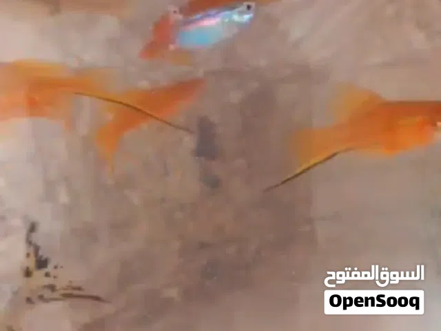 السلام عليكم 14 طرف  6 قوبي و 6 سياف و 2 مولي