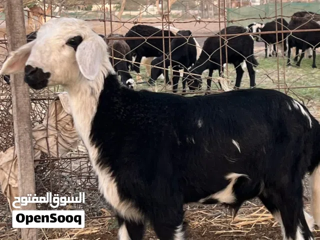 كبش للعيد سمين
