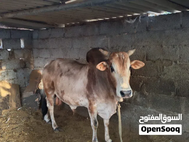 ثور للبيع مطعوم