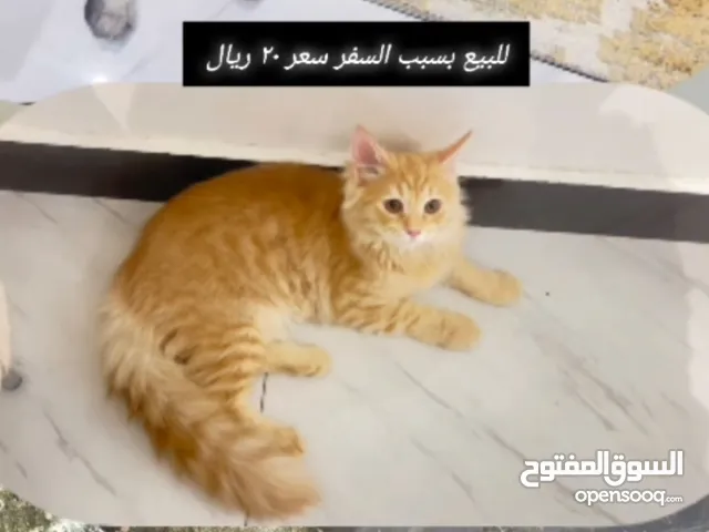 بيع قطط وسحلفاه