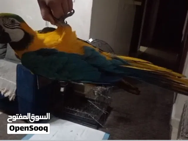 بسم الله الرحمن الرحيم متاح مكاو بلو اند جولد