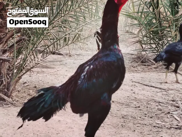 ديك هندي للبيع