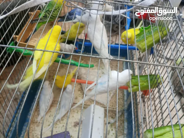 طيور للبيع