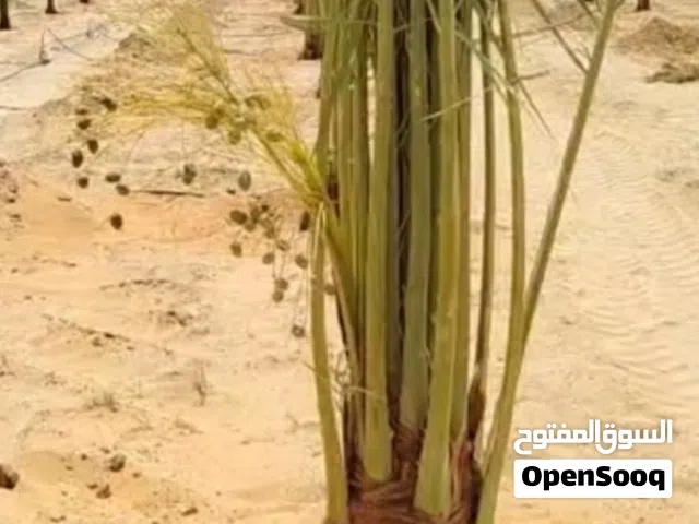 نخيل من النواع الجيده والمثمره للبيع توصيل شامل جميع المناطق