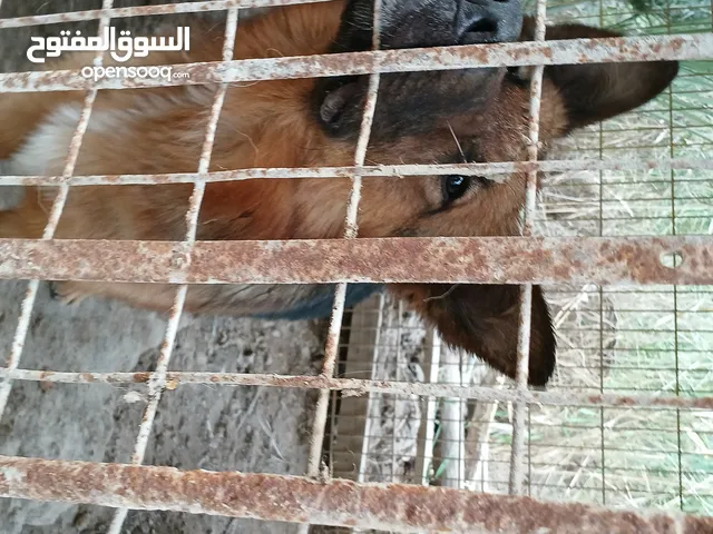 كلب جيرمن للبيع