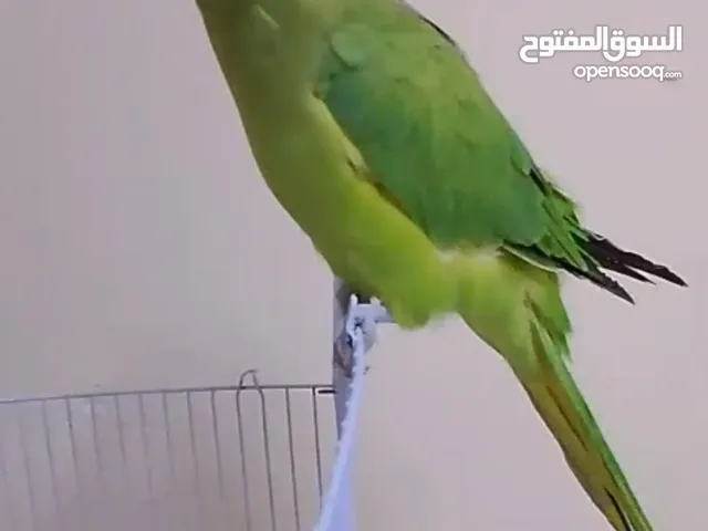 طير انثى ذره غير اليفه وتغرد بي بعض الأصوات السعر علا السوم