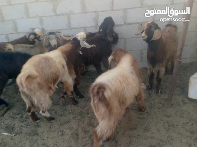 جديان لحم مسكر