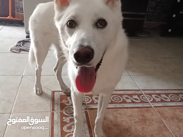 white female husky 7 months old