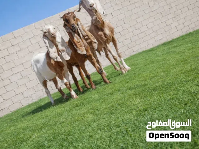 عنز تحتها  عناق وجدي