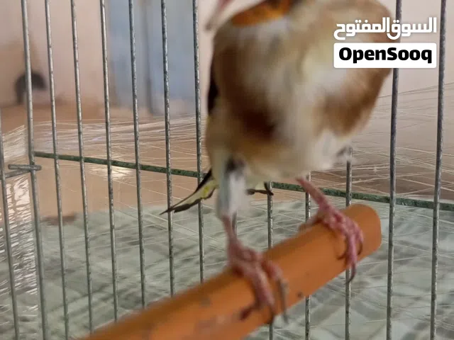 حسون ترابي للبيع