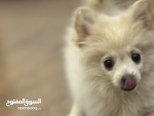 كلب جرو للبيع لعوب عرض الاجازه