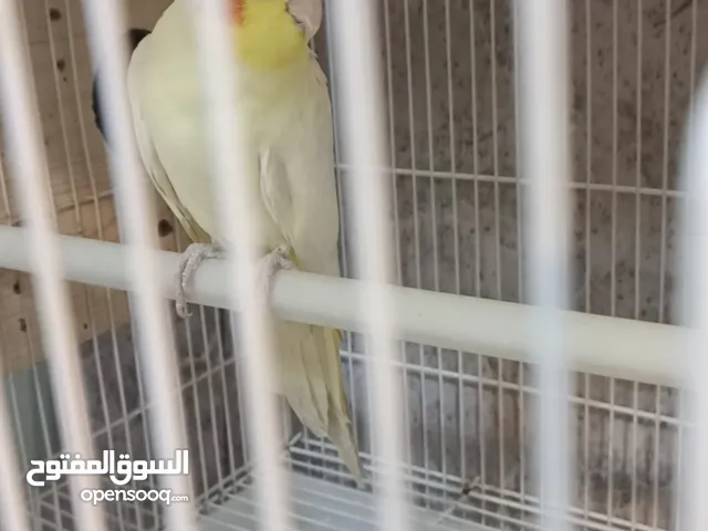 زوجين كوكتيل........... صحه ونظافة خير من الله