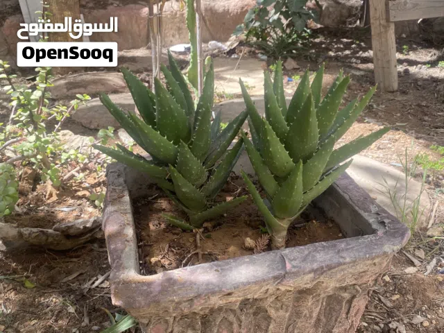 نباتات خارجية