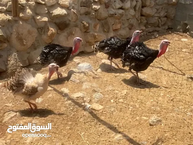 ديك رومي عدد 3 ودجاج رومي عدد 1 للبيع سمان وصحة ممتازة