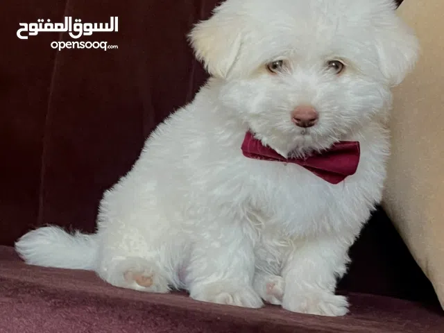 ما شاء الله جراء امريكي مالتيز حاجه تحفه عمر شهرين