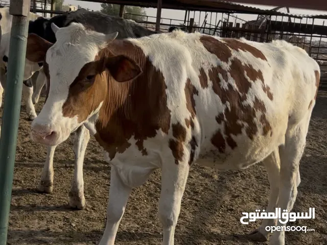 للبيع عجول و عجلات محليه