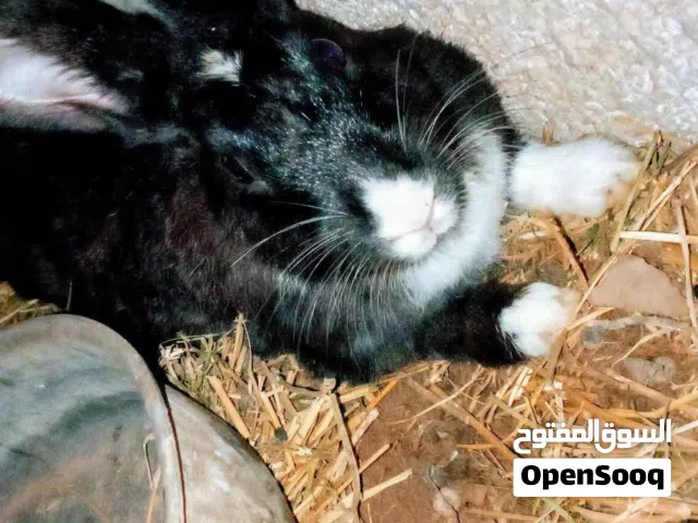 ارانب اناثي ولاده وذكور صحه ونضافه