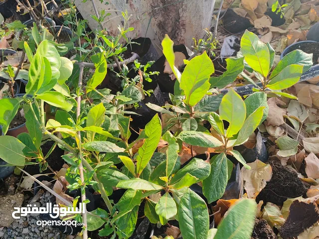 شتلات بيذام ورمان وعنب وتين وغيرها