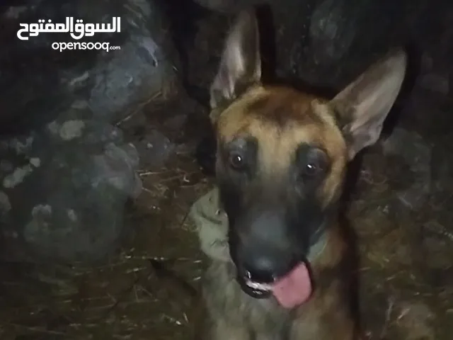 كلب ملينو دم حامي