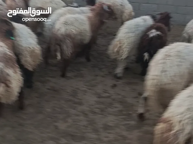 يوجد 400خروف اردني