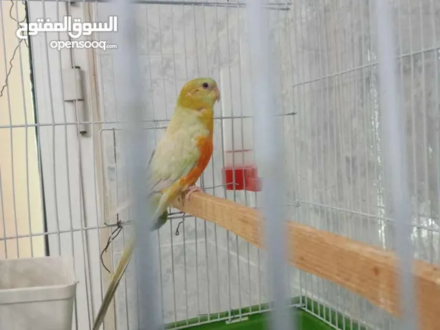 مطلوب انثايتين رد رام