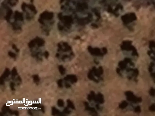 قطعه ارض قرب اسكان المهندسين / جنين