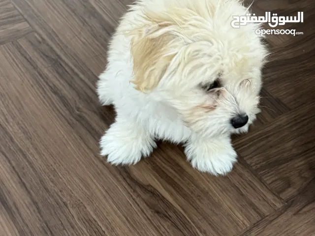 كلب أنثى مالتيز العمر 3 شهور تحب اللعب والمرح