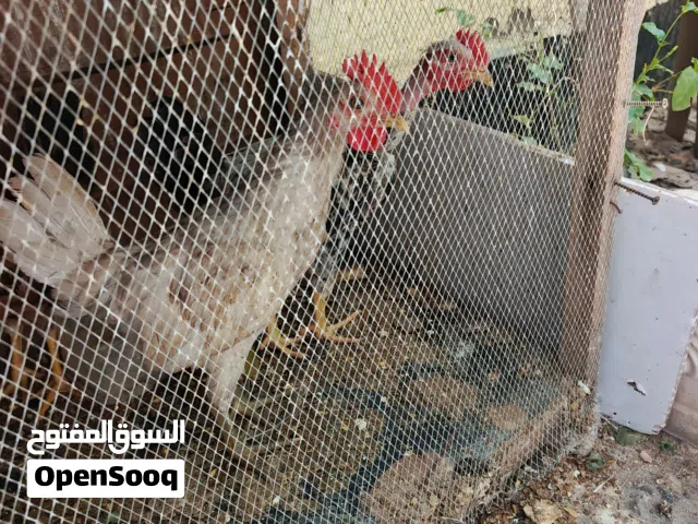 دجاج سمان +. ديك عدد 2