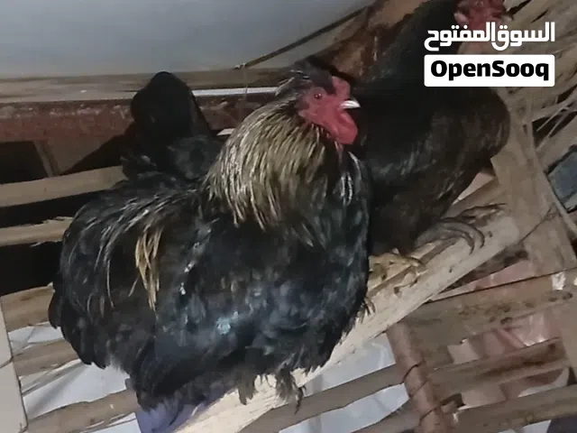 مطلووب فرختين كوشن
