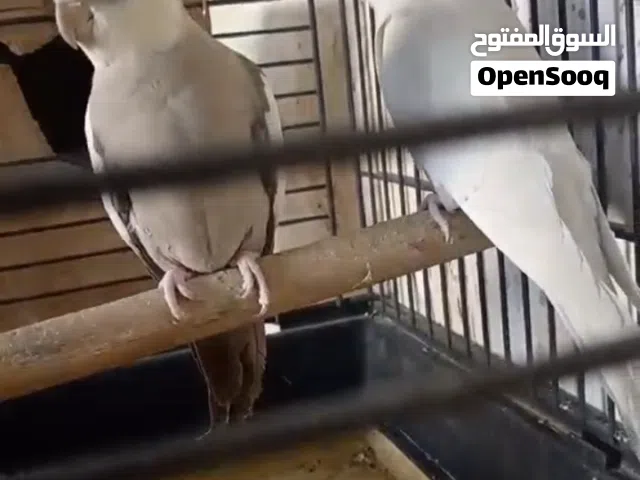 جوز كوكتيل للبيع