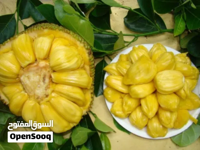 جاك فروت (Jackfruit) طازج من المزرعة  متوفر الآن بالحجز والتوصيل ريالين للبيت عن طريق الرقم او الخاص