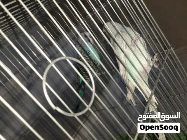 طيور حب للبيع  اقرا الوصف
